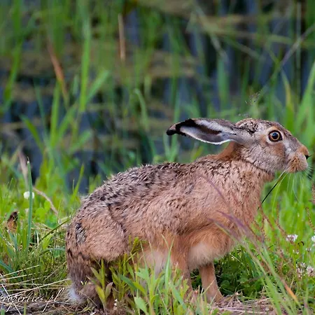 Mila Przystan Lodge *