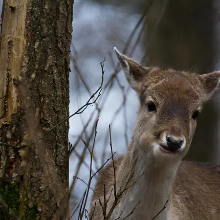 Lodge Mila Przystan *