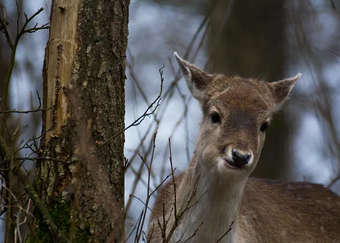 롯지 Mila Przystan *